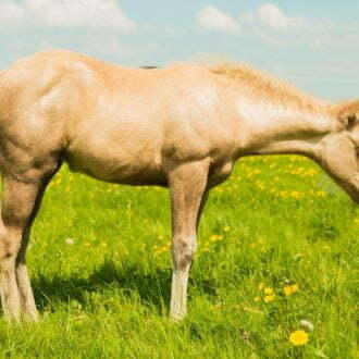 GET YA NEWS Horse racing live: Sunday runners, tips, information, gossip and effects and fallout from Saturday 2