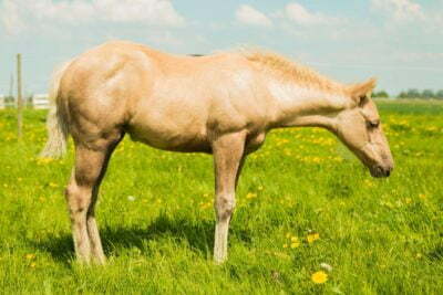GET YA NEWS Horse racing live: Sunday runners, tips, information, gossip and effects and fallout from Saturday 7